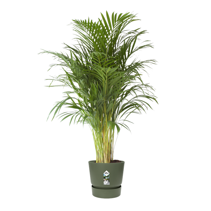 greenville round 40cm leaf green